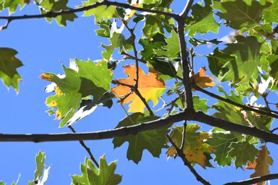 DSC_2273 (Large).JPG